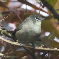 Seychelles White-eye